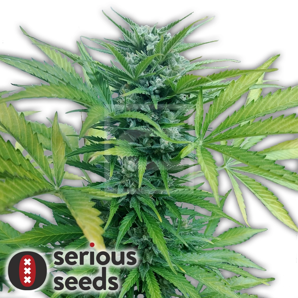 Auto AK-47 | Autoflowering Cannabissamen von Serious Seeds