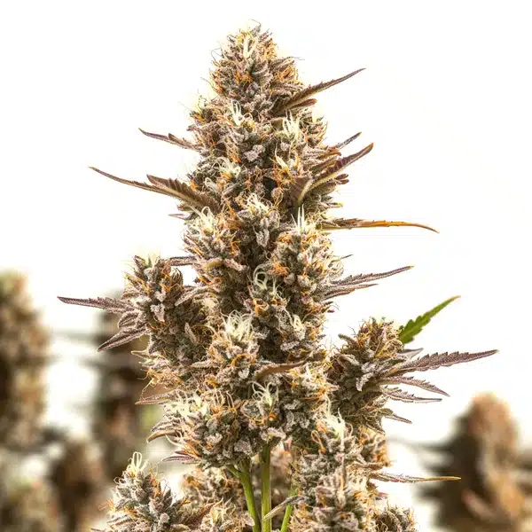 Blue Zushi | Feminisierte Cannabissamen von Cludi Bulk Seed Bank | 5 Samen