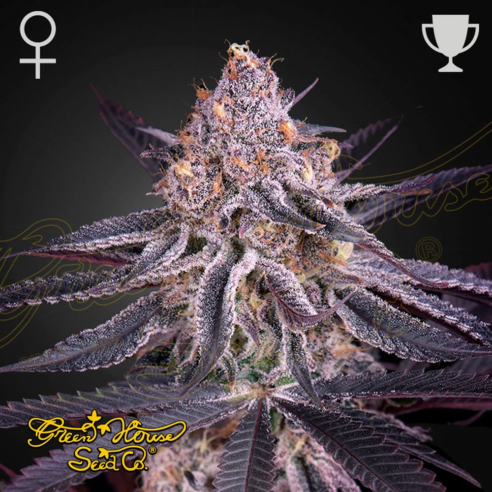 King's Juice | Feminisierte Hanfsamen von Green House Seeds