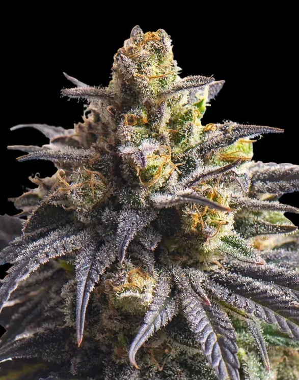 Sweetheart Triploid | Feminisierte Hanfsamen von Triploid Genetics | 5 Samen