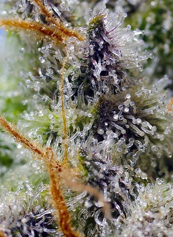 Mental Rainbow F1 Fast Version | Feminisierte Hanfsamen von Sweet Seeds