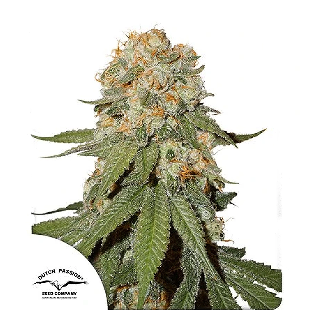 Orange Bud | Feminisierte Cannabissamen von Dutch Passion | 3 Samen Orange Bud | Feminisierte Cannabissamen von Dutch Passion