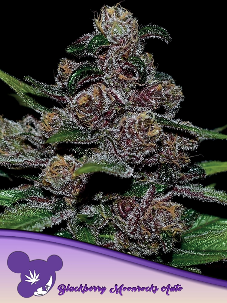 Auto Blackberry Moonrocks | Autoflowering Cannabissamen von Anesia Seeds