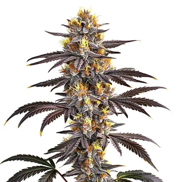 Gelato | Feminisierte Cannabissamen von Cludi Bulk Seed Bank | 5 Samen Gelato | Feminisierte Cannabissamen von Cludi Bulk Seed Bank | 5 Samen
