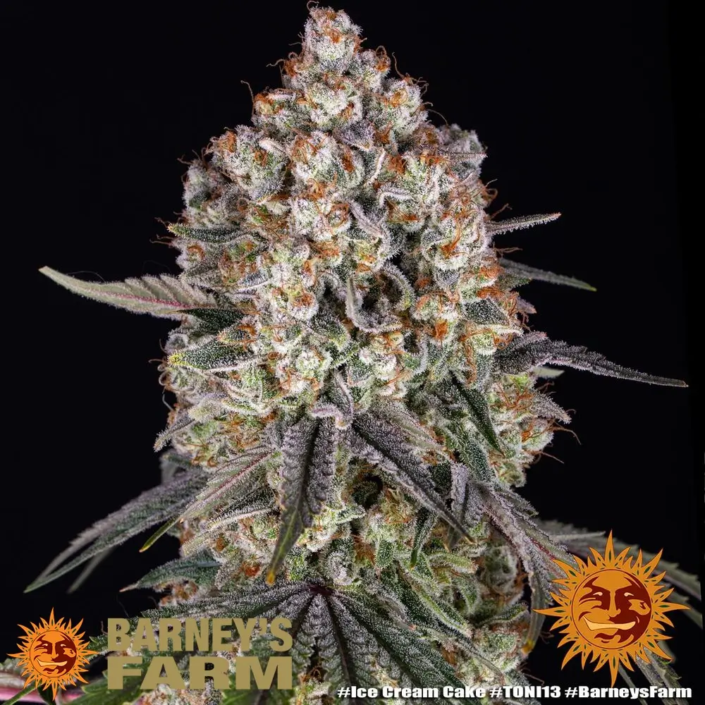Ice Cream Cake | Feminisierte Cannabissamen von Barney's Farm | 3 Samen Ice Cream Cake | Feminisierte Cannabissamen von Barney's Farm | 3 Samen