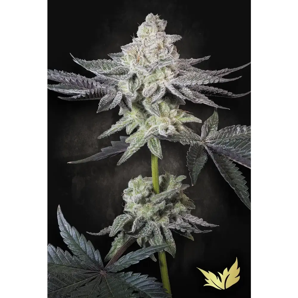 Emerald Envy Pflanze Emerald Envy Cannabispflanze mit dichten Blüten vor dunklem Hintergrund
