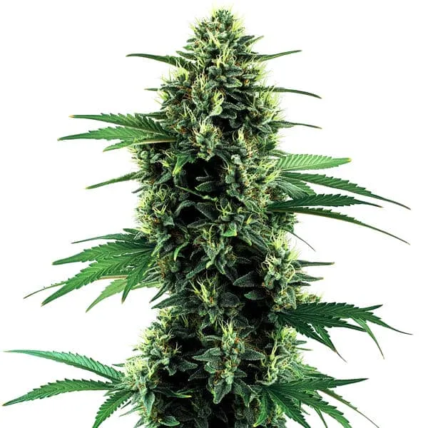 Northern Lights Autoflower Pflanze Freigestellte Northern Lights Autoflower Pflanze mit kräftig grünem Blattwerk