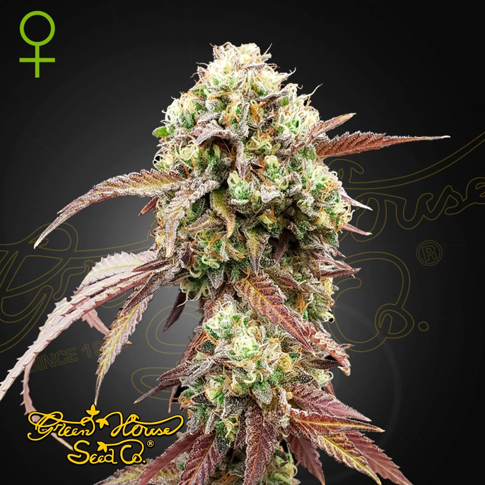 West Coast OG x Gelato 41 Auto | Autoflowering Cannabissamen von Green House Seeds