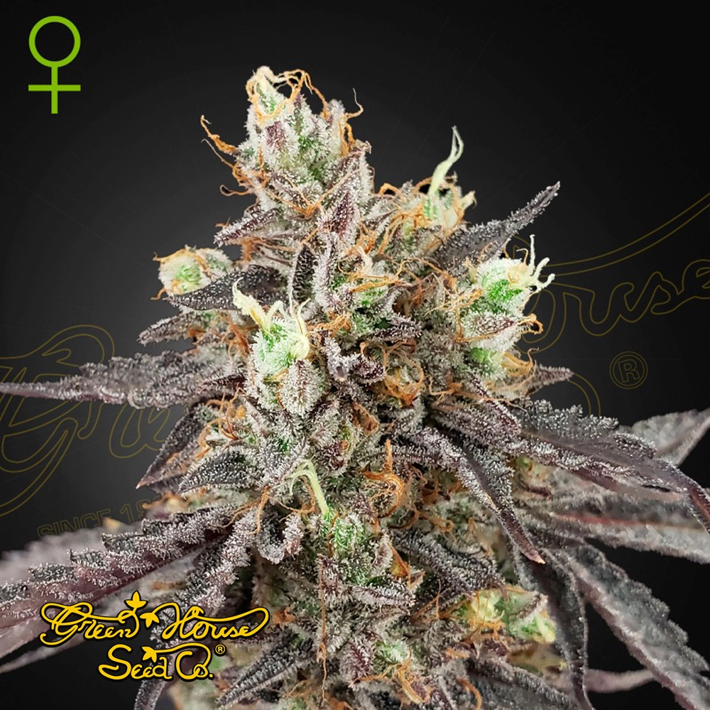 Gelato 41 x Gelato 41 Auto | Autoflowering Cannabissamen von Green House Seeds | 3 Samen Gelato 41 x Gelato 41 Auto | Autoflowering Cannabissamen von Green House Seeds