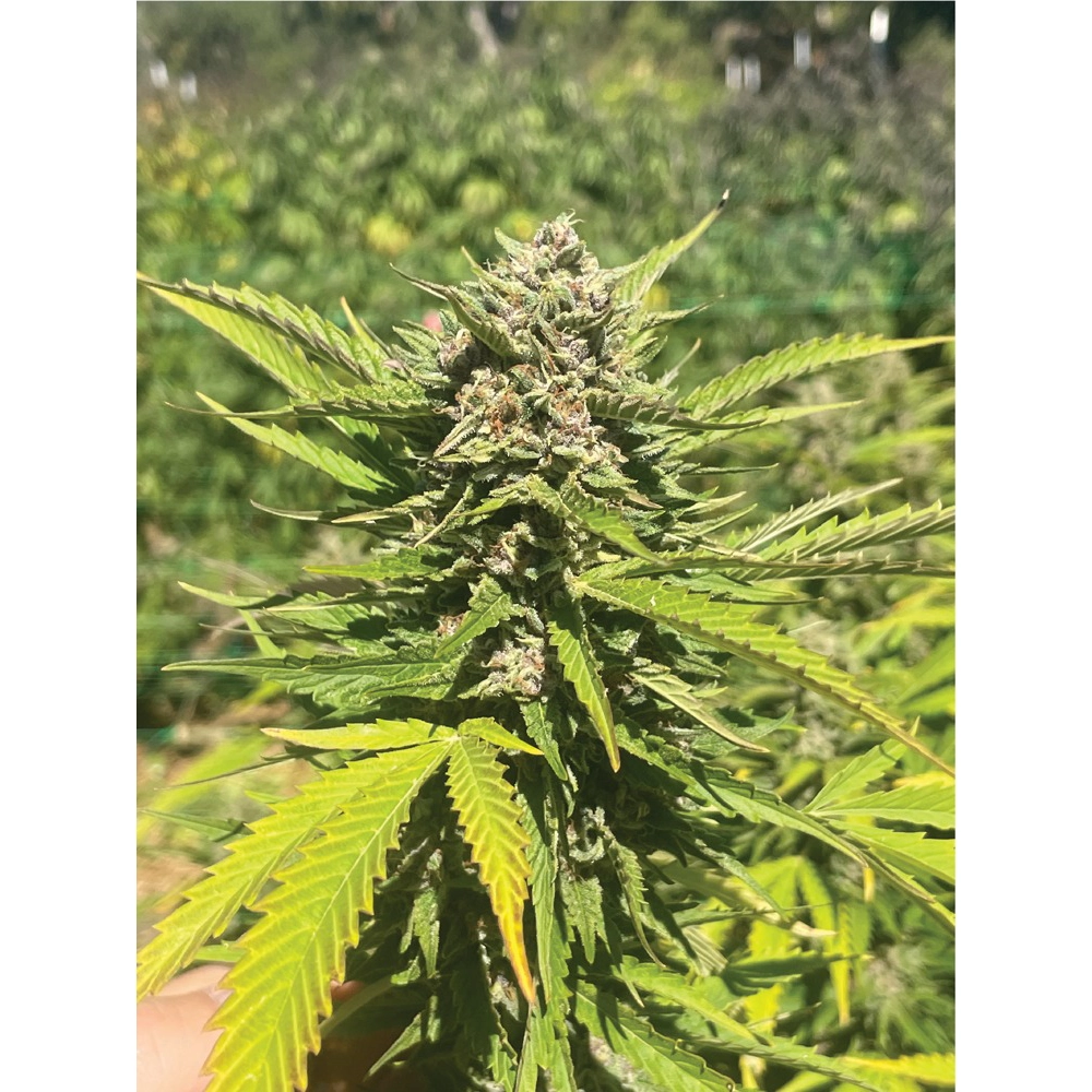 Banana Melt | Feminisierte Hanfsamen von Humboldt Seed | 3 Samen Banana Melt | Feminisierte Hanfsamen von Humboldt Seed