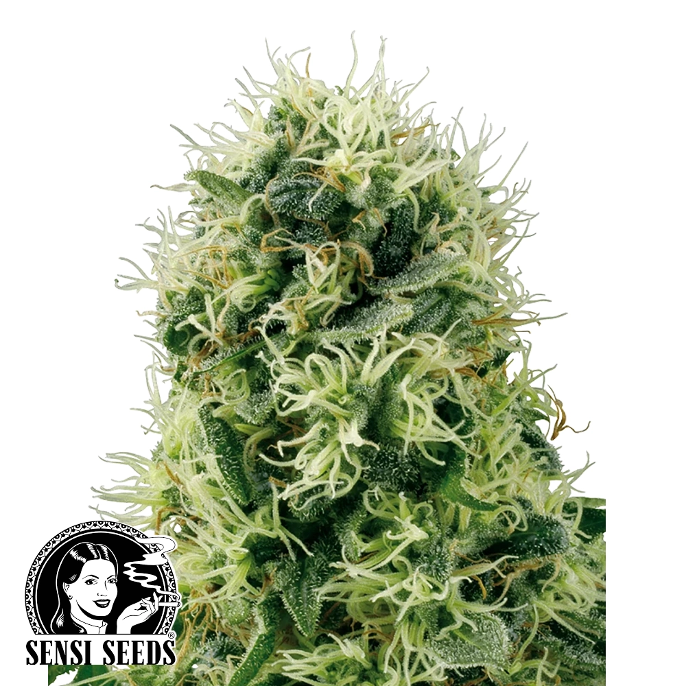 Pure Power Plant | Feminisierte Hanfsamen von White Label Seeds | 5 Samen