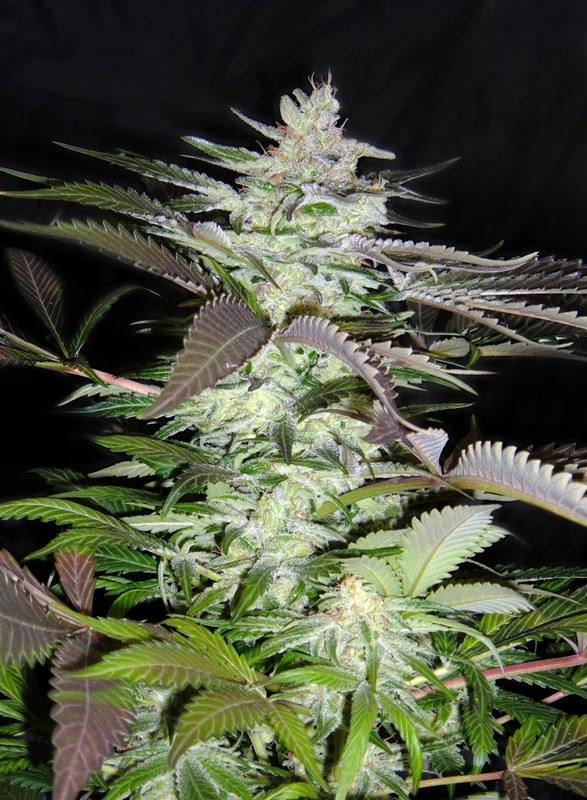 Black Jack | Feminisierte Cannabissamen von Sweet Seeds | 3+1 Samen Black Jack | Feminisierte Cannabissamen von Sweet Seeds