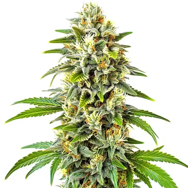 CBD Cookies Auto (1:1) | CBD-Autoflowering Cannabissamen von Cludi Bulk Seed Bank | 5 Samen