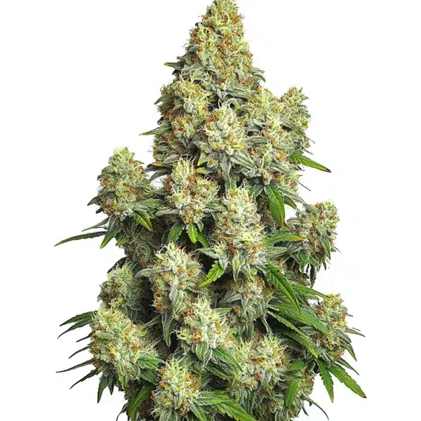 Cinderella 99 Auto | Autoflowering Hanfsamen von Cludi Bulk Seed Bank | 5 Samen