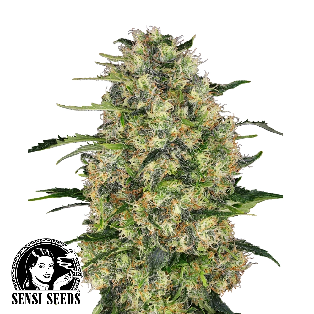 Black Domina | Feminisierte Hanfsamen von Sensi Seeds | 3 Samen Black Domina | Feminisierte Hanfsamen von Sensi Seeds