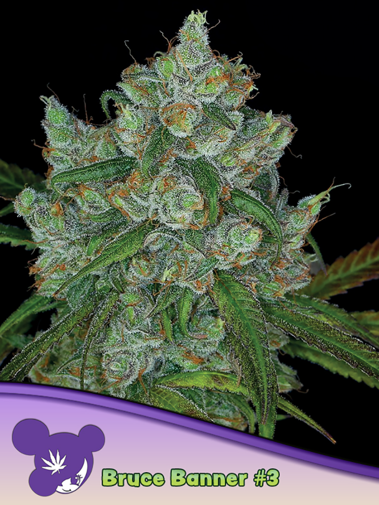 Bruce Banner | Feminisierte Cannabissamen von Anesia Seeds