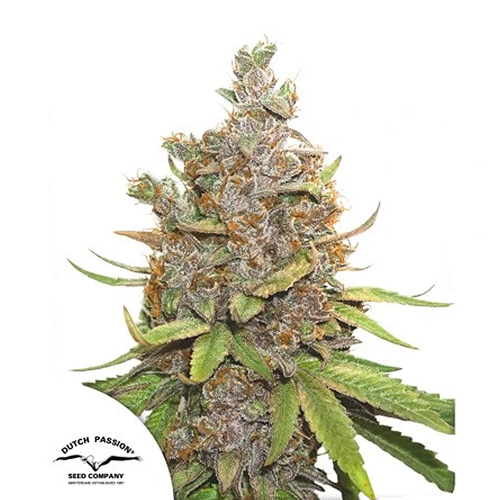 Glueberry O.G. Auto | Autoflowering Hanfsamen von Dutch Passion | 3 Samen Glueberry O.G. Auto | Autoflowering Hanfsamen von Dutch Passion