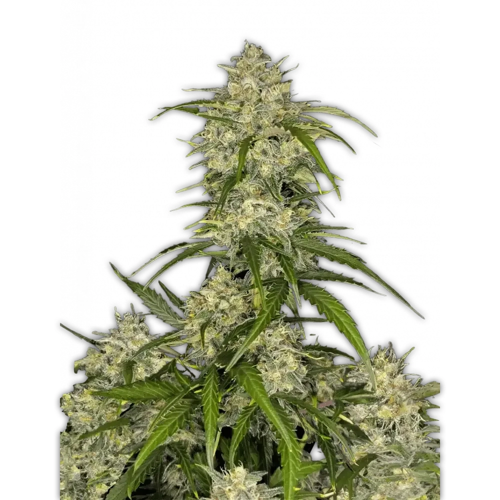 Sour Jealousy Auto | Autoflowering Cannabissamen von Fast Buds