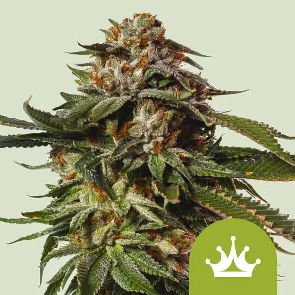 Special-Queen-1-Auto-Autoflowering-Cannabissamen-von-Royal-Queen-Seeds