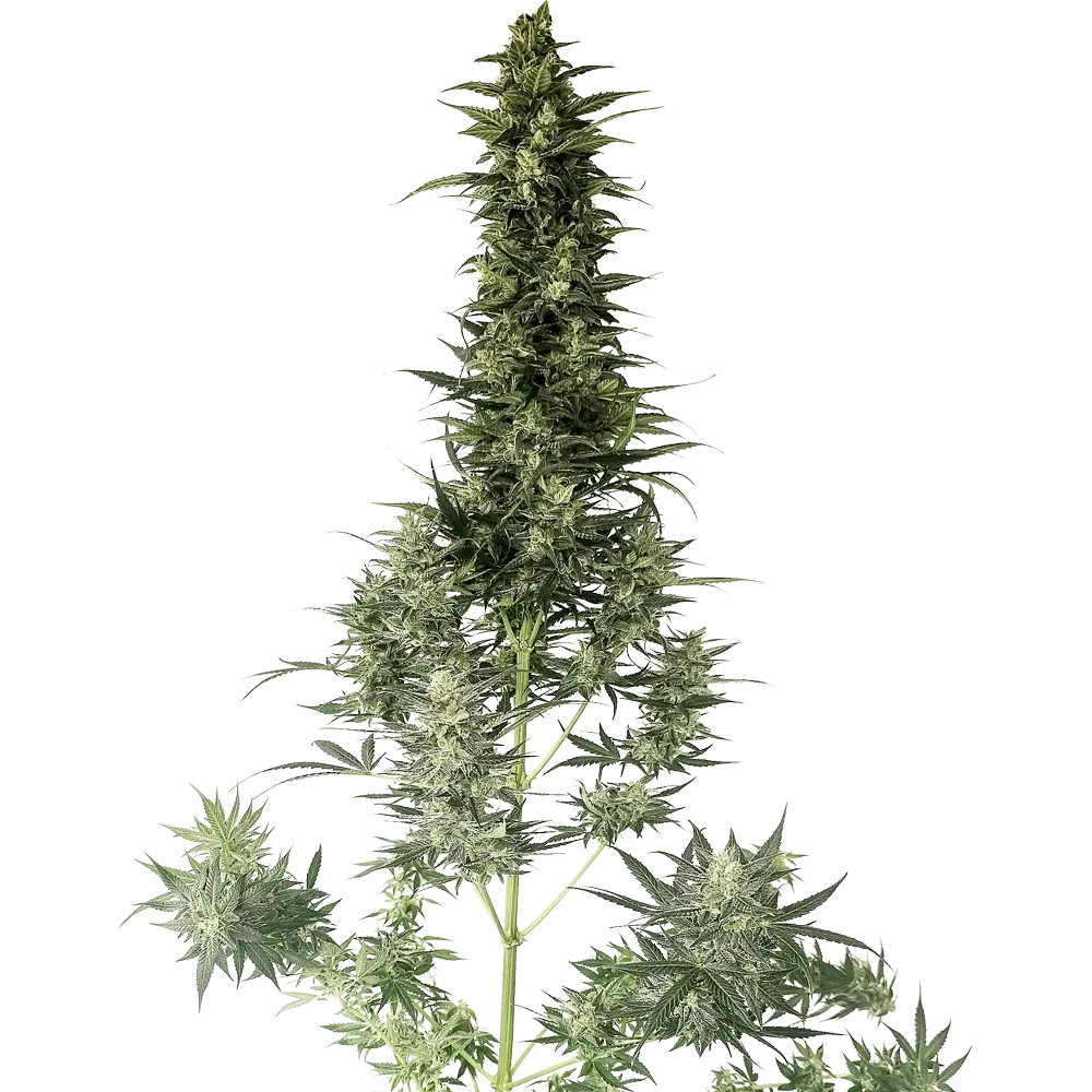 SLEEPERZ Auto | Autoflowering Cannabissamen von Home of Seeds