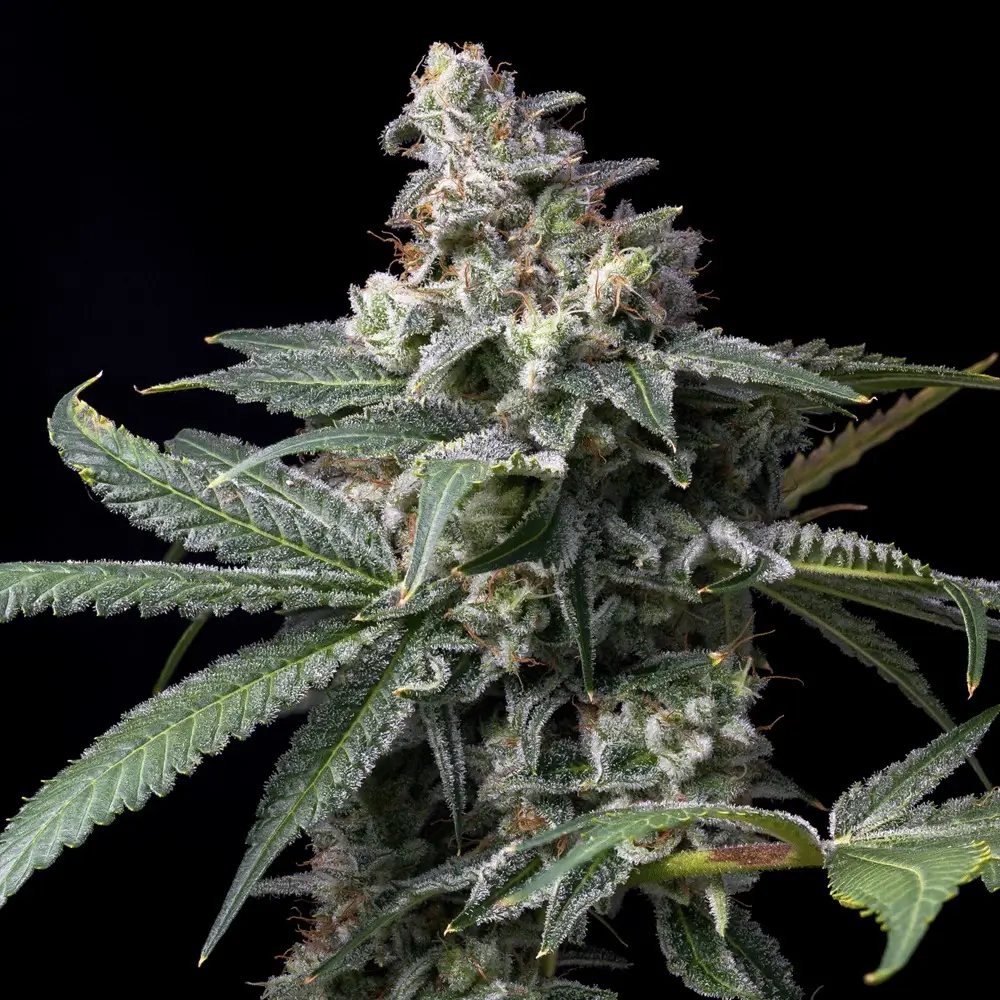 GMO x Hollywood Pflanze GMO x Hollywood Cannabispflanze in der Blüte vor schwarzem Hintergrund