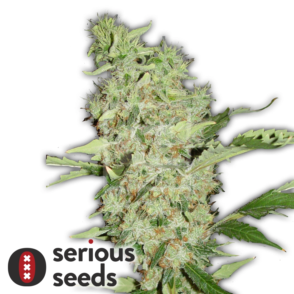 Bubble Gum | Feminisierte Cannabissamen von Serious Seeds | 3 Samen Bubble Gum | Feminisierte Cannabissamen von Serious Seeds
