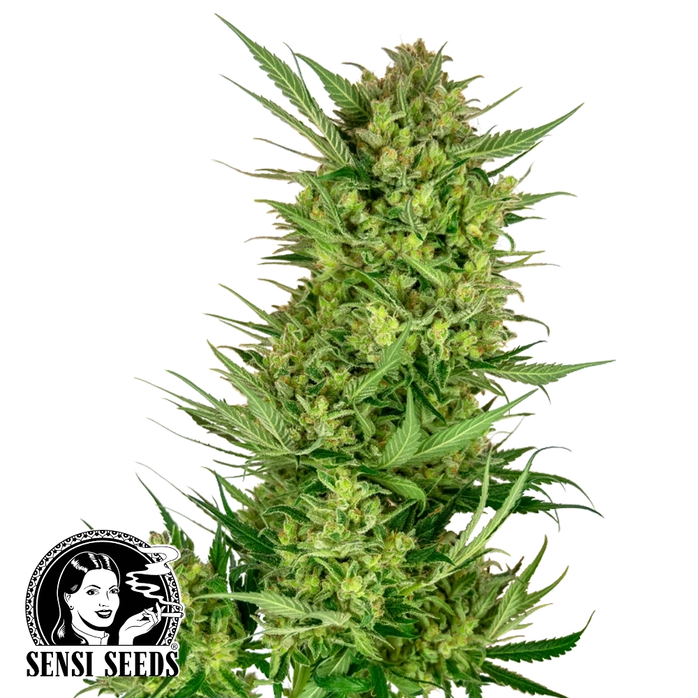 Buttercream Gelato | Feminisierte Cannabissamen von Sensi Seeds | 3 Samen Buttercream Gelato | Feminisierte Cannabissamen von Sensi Seeds | 3 Samen