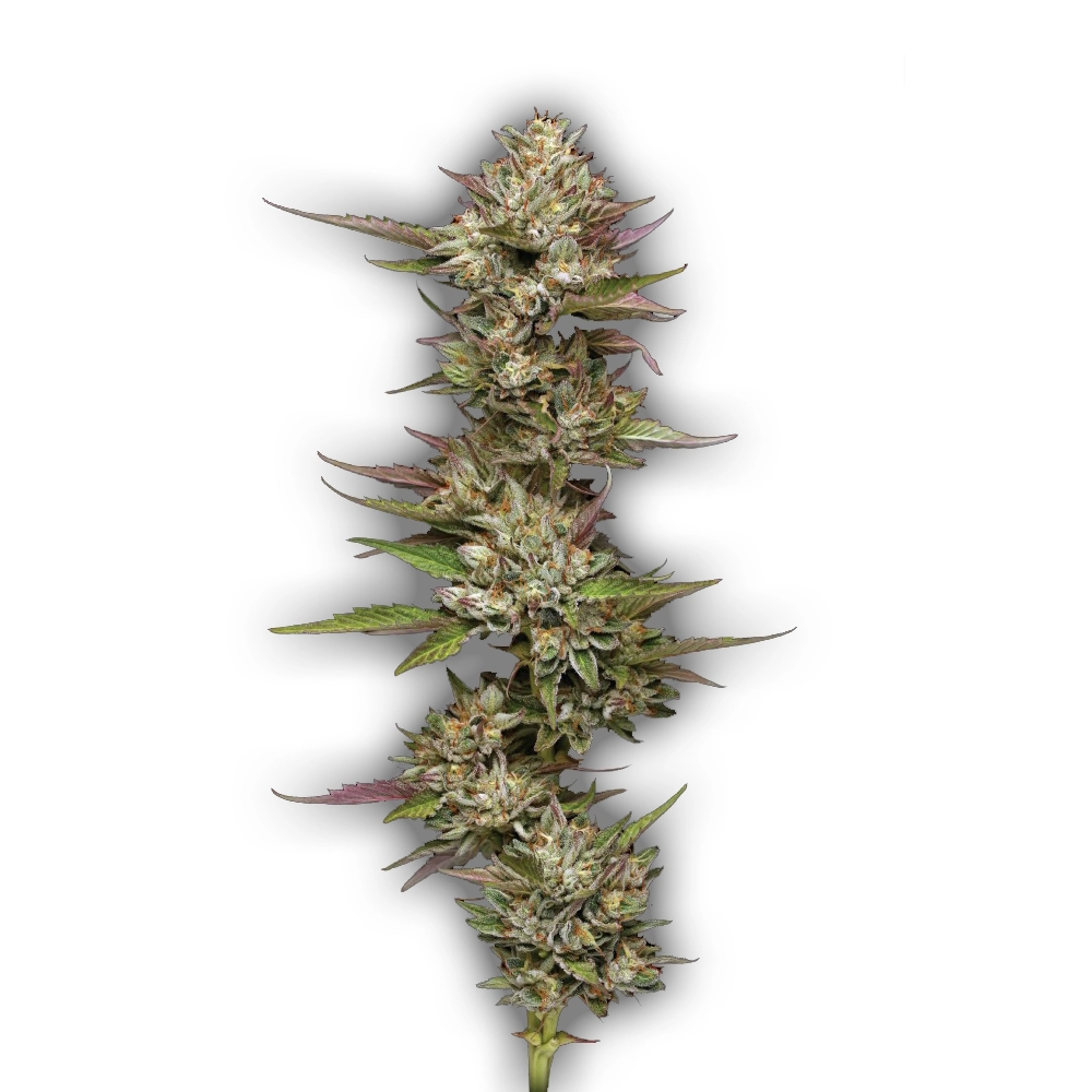 Moon Fog | Feminisierte Cannabissamen von Humboldt Seed
