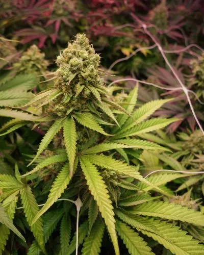 True OG Pflanze True OG Cannabispflanze mit dichten Blüten und rötlichen Blättern