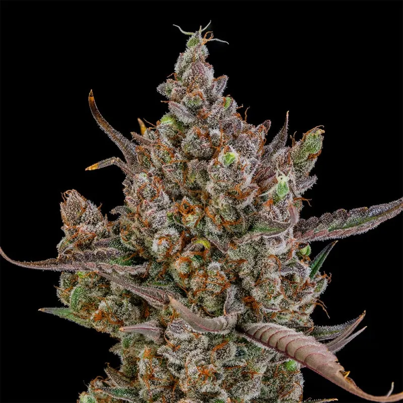 Rainbow Breath Auto Bud Nahaufnahme einer harzigen Rainbow Breath Auto Blüte