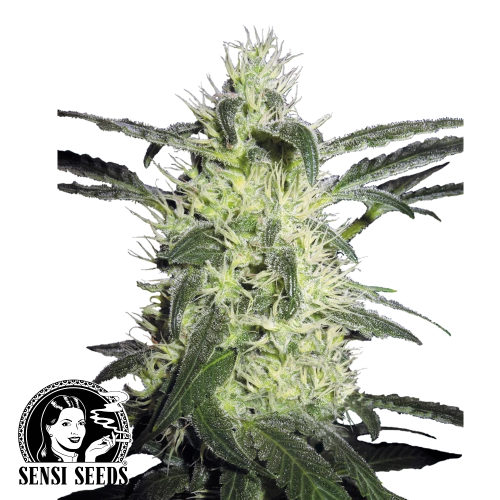Silver Haze | Feminisierte Hanfsamen von Sensi Seeds | 5 Samen Silver Haze | Feminisierte Hanfsamen von Sensi Seeds