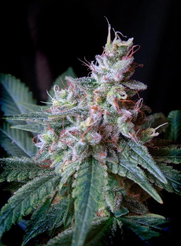 Cream Caramel | Feminisierte Cannabissamen von Sweet Seeds