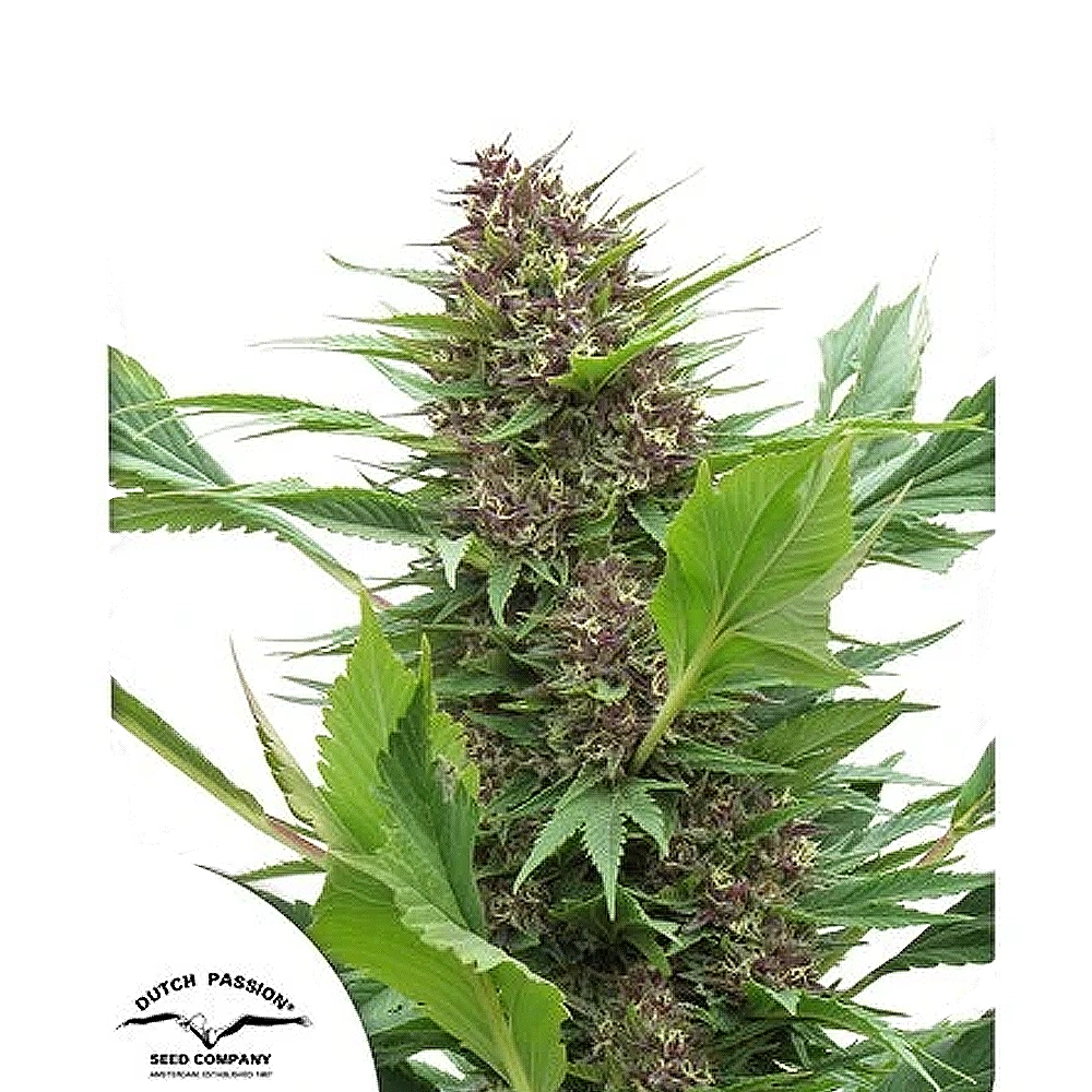Frisian Duck | Feminisierte Cannabissamen von Dutch Passion | 3 Samen Frisian Duck | Feminisierte Cannabissamen von Dutch Passion | 3 Samen