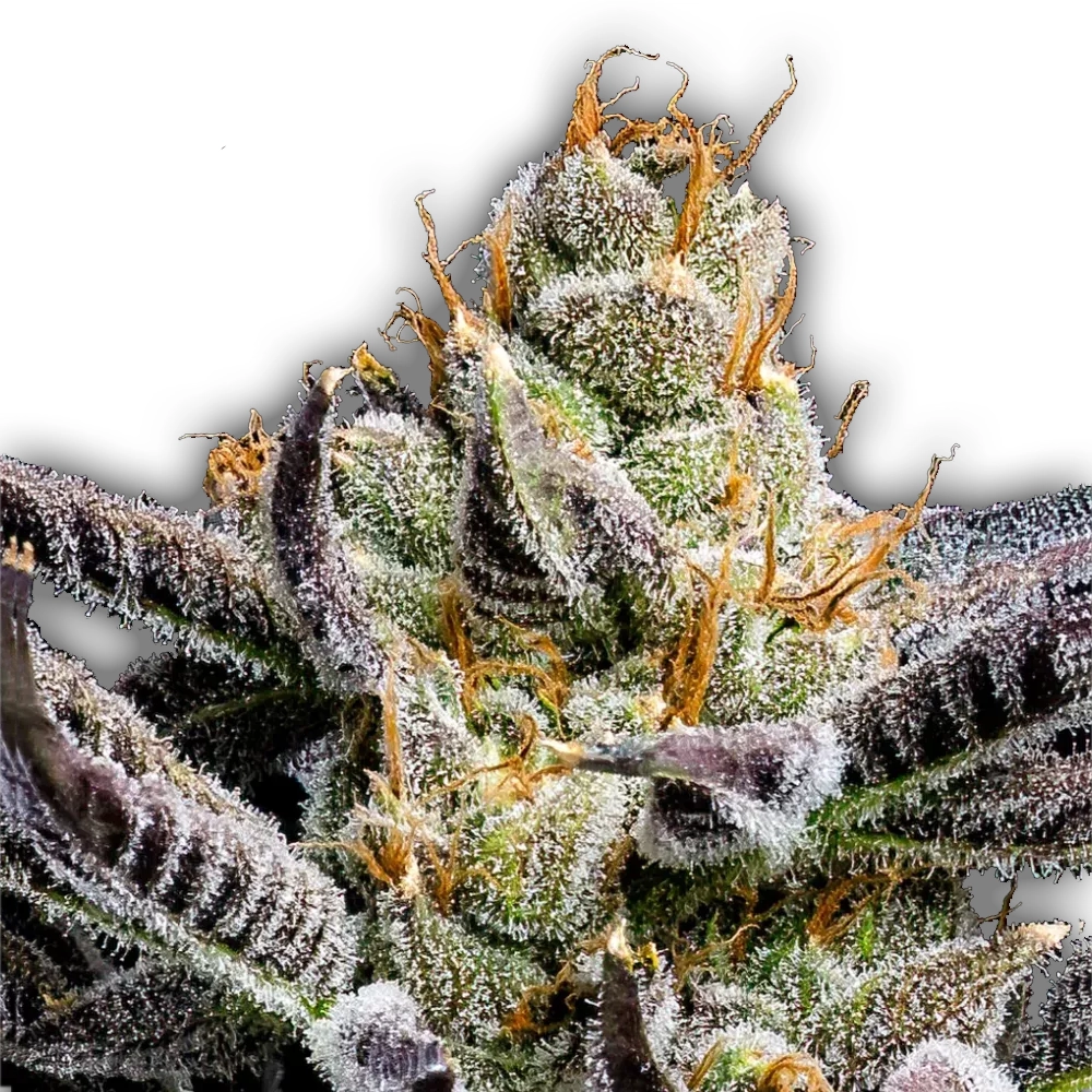 Jelly Donutz Auto | Autoflowering Hanfsamen von Humboldt Seed