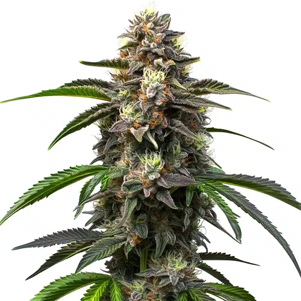 Godfather OG Auto Pflanze Freigestellte Godfather OG Auto Pflanze mit dichtem Blütenstand