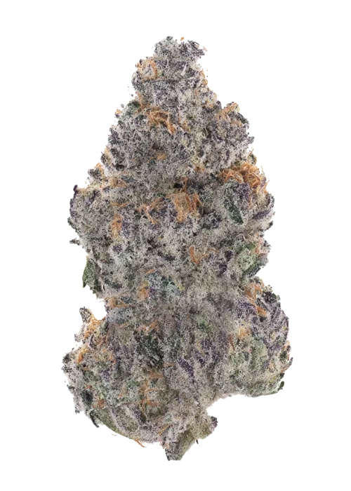 Banana Purple Punch Auto Bud Freigestellte getrocknete Banana Purple Punch Auto Blüte