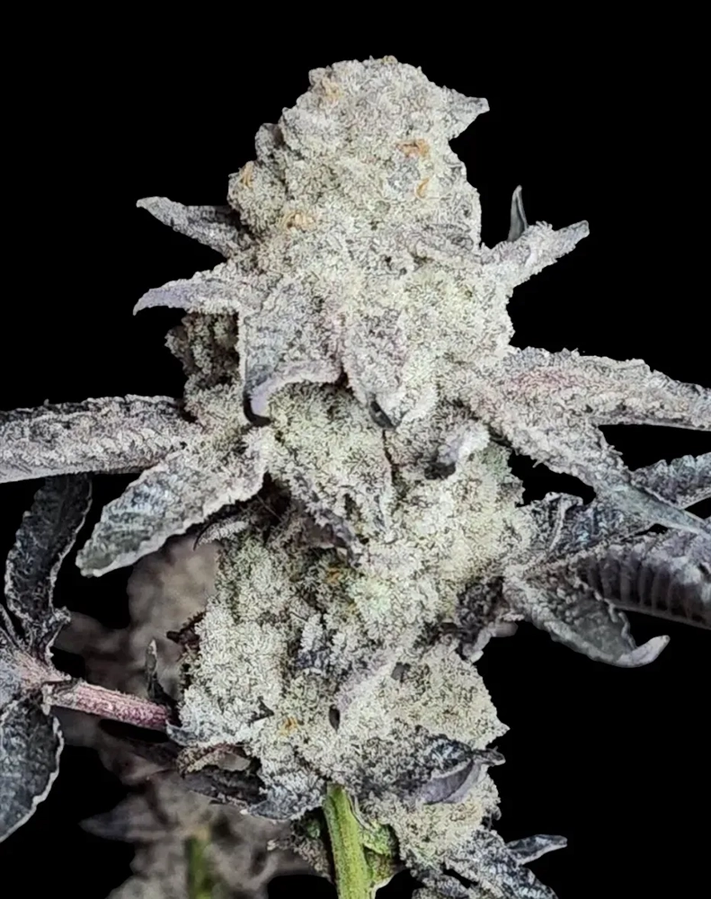 Frozen Gary | Feminisierte Hanfsamen von Reverse Genetics | 8 Samen Frozen Gary | Feminisierte Hanfsamen von Reverse Genetics | 8 Samen