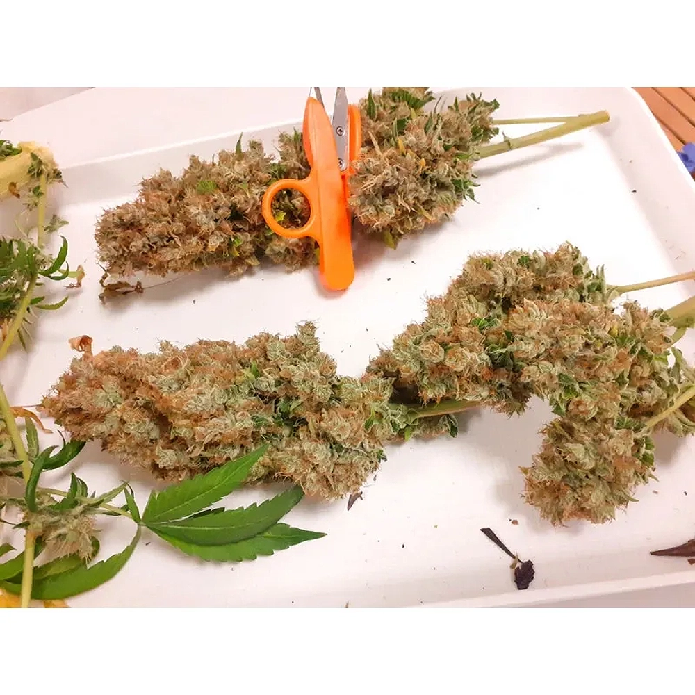 CBG-Force | Feminisierte Hanfsamen von Dutch Passion