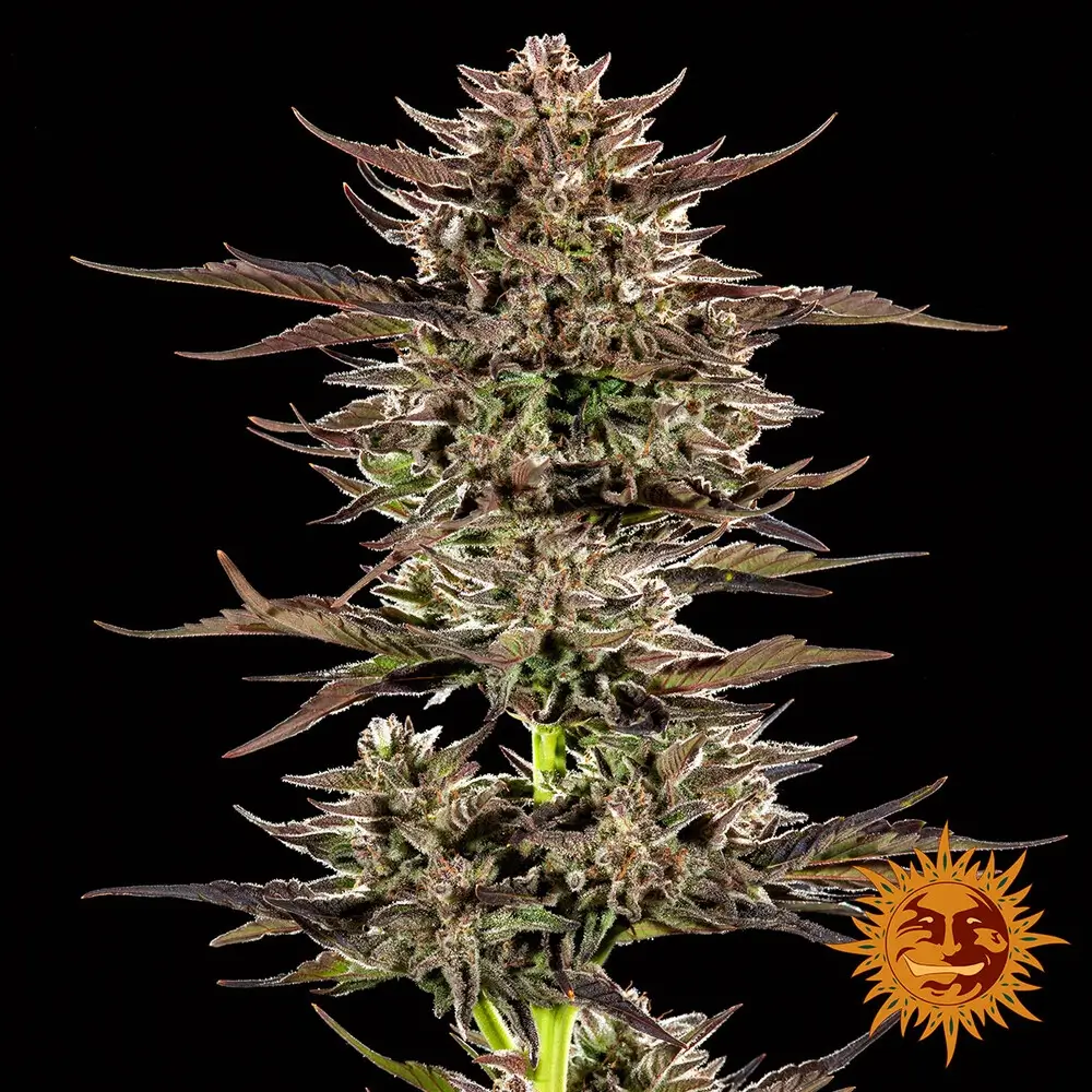 Frosted Zinn x 3 Bears OG Auto Pflanze Frosted Zinn x 3 Bears OG Auto Pflanze mit mehreren Blütentrieben