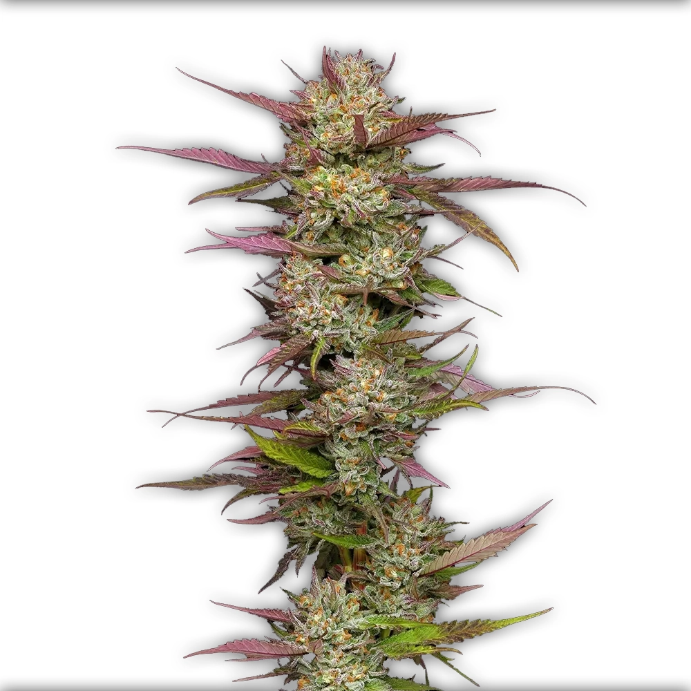 Blueberry Pancakes | Feminisierte Cannabissamen von Humboldt Seed