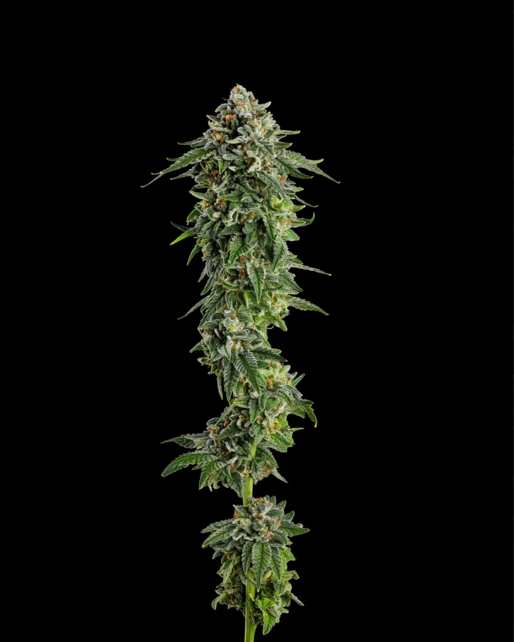 Jet Puft | Feminisierte Hanfsamen von Compound Genetics | 5 Samen Jet Puft | Feminisierte Hanfsamen von Compound Genetics