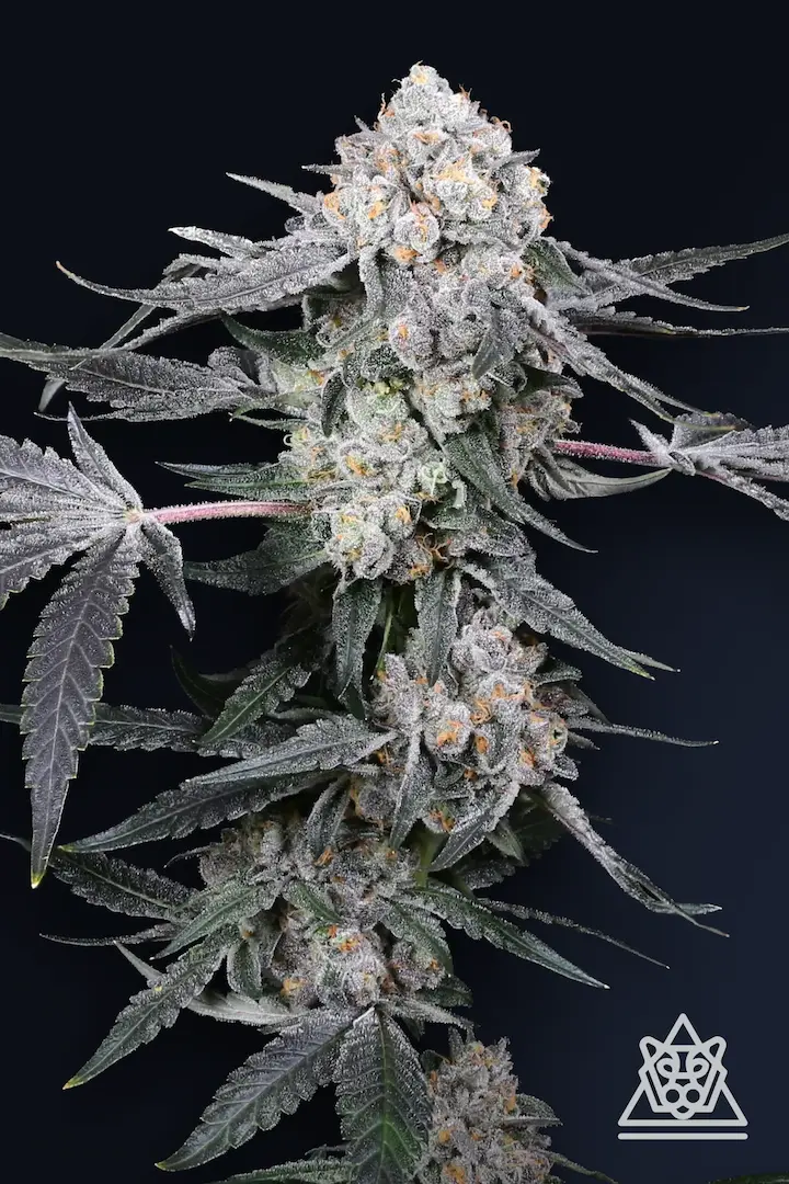 High Society | Feminisierte Hanfsamen von Compound Genetics | 5 Samen High Society | Feminisierte Hanfsamen von Compound Genetics