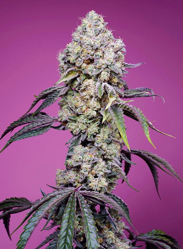 Sweet Mandarine Z F1 Fast Version | Feminisierte Hanfsamen von Sweet Seeds
