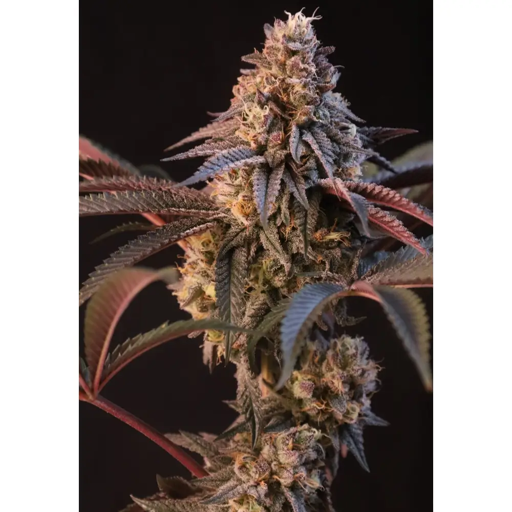 Lemon Cherry Runtz | Feminisierte Cannabissamen von Fast Buds | 3 Samen
