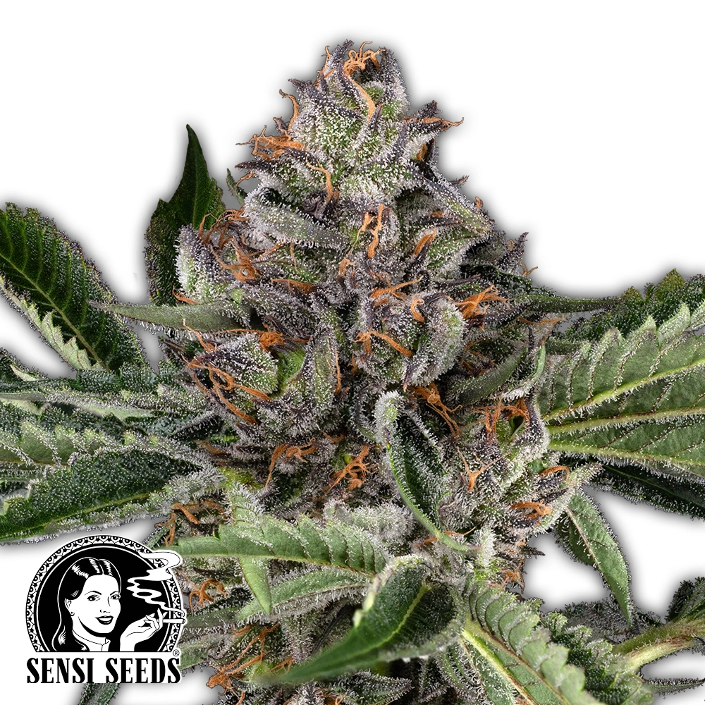 Papaya Jealousy | Feminisierte Hanfsamen von Sensi Seeds | 3 Samen Papaya Jealousy | Feminisierte Hanfsamen von Sensi Seeds