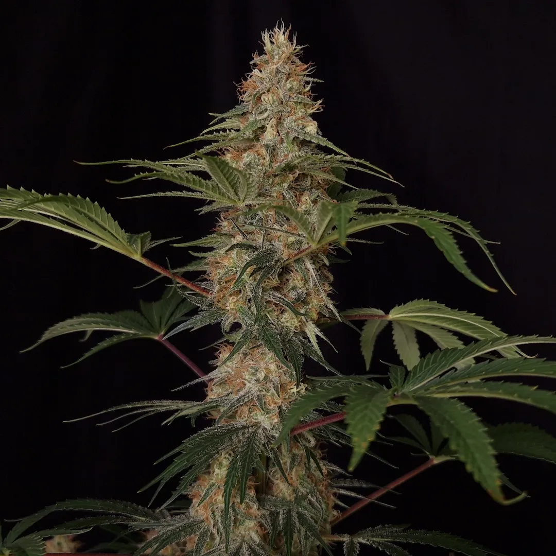 Cali Crasher | Feminisierte Cannabissamen von Doctor's Choice | 3 Samen Cali Crasher | Feminisierte Cannabissamen von Doctor's Choice | 3 Samen