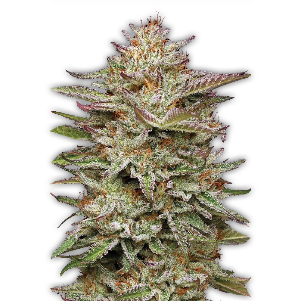 Banana OG | Feminisierte Cannabissamen von Humboldt Seed