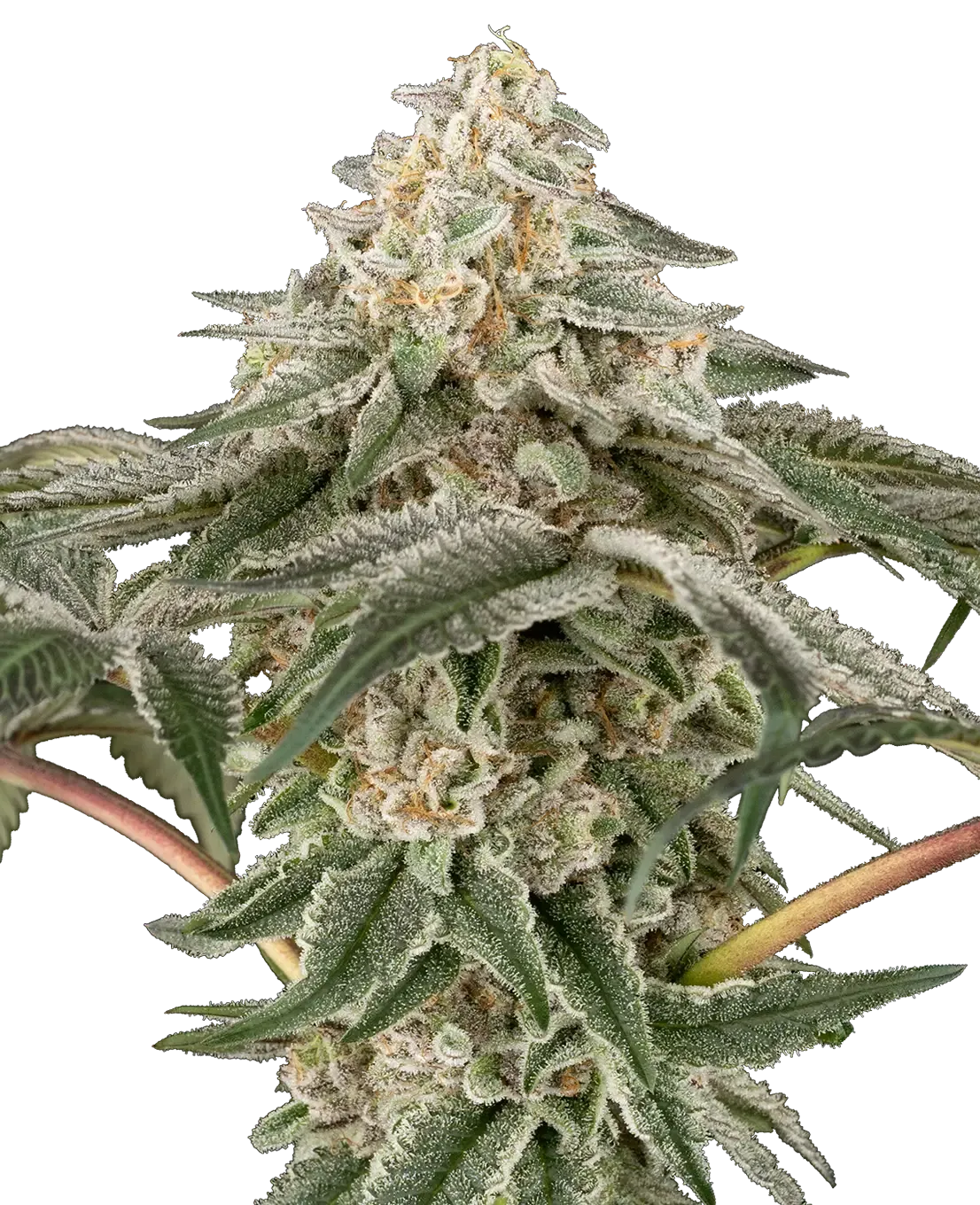 Black Lily Pflanze Black Lily Cannabispflanze mit dichtem, hellem Blütenstand