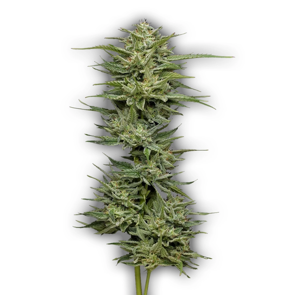Hella Jelly | Feminisierte Cannabissamen von Humboldt Seed | 3 Samen Hella Jelly | Feminisierte Cannabissamen von Humboldt Seed