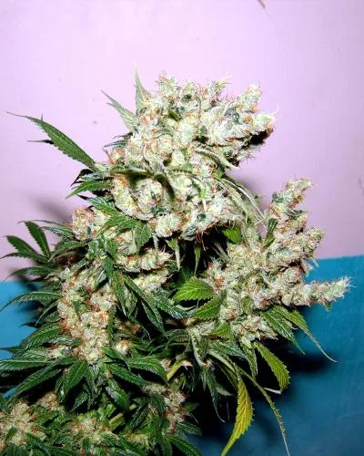 NYC Diesel | Feminisierte Cannabissamen von Soma Seeds | 3 Samen